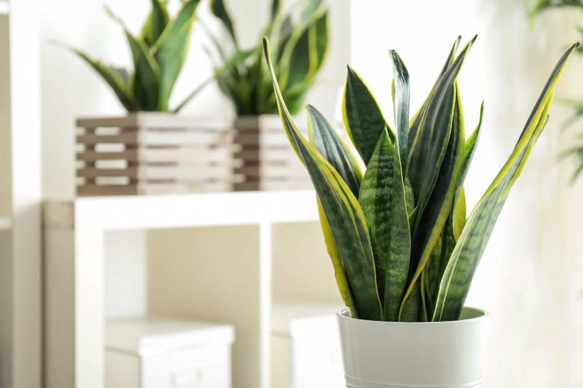 Pianta ornamentale Sansevieria in casa