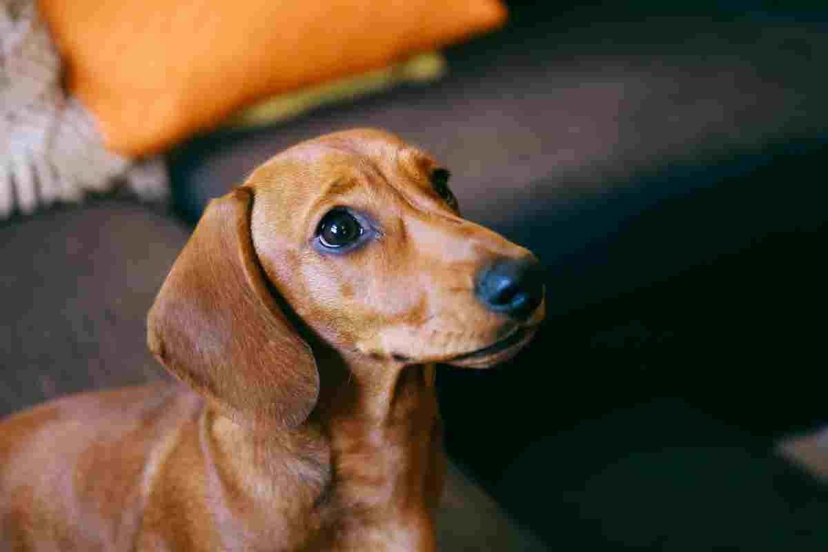 cane alza sopracciglia significato 