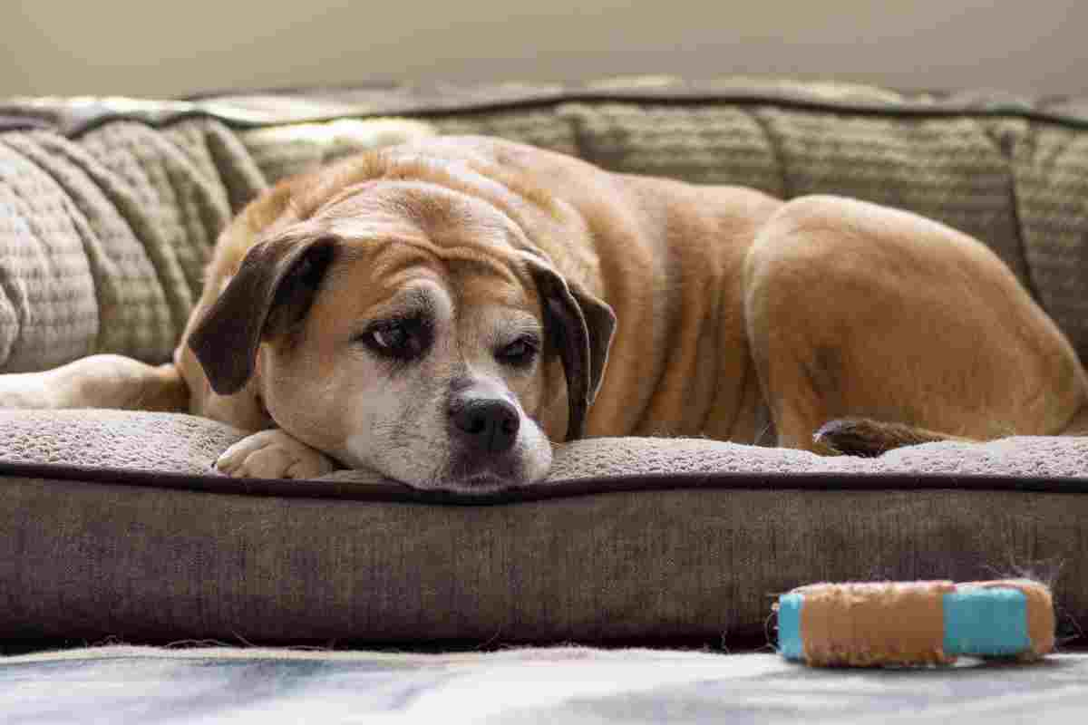 cane alza sopracciglia significato