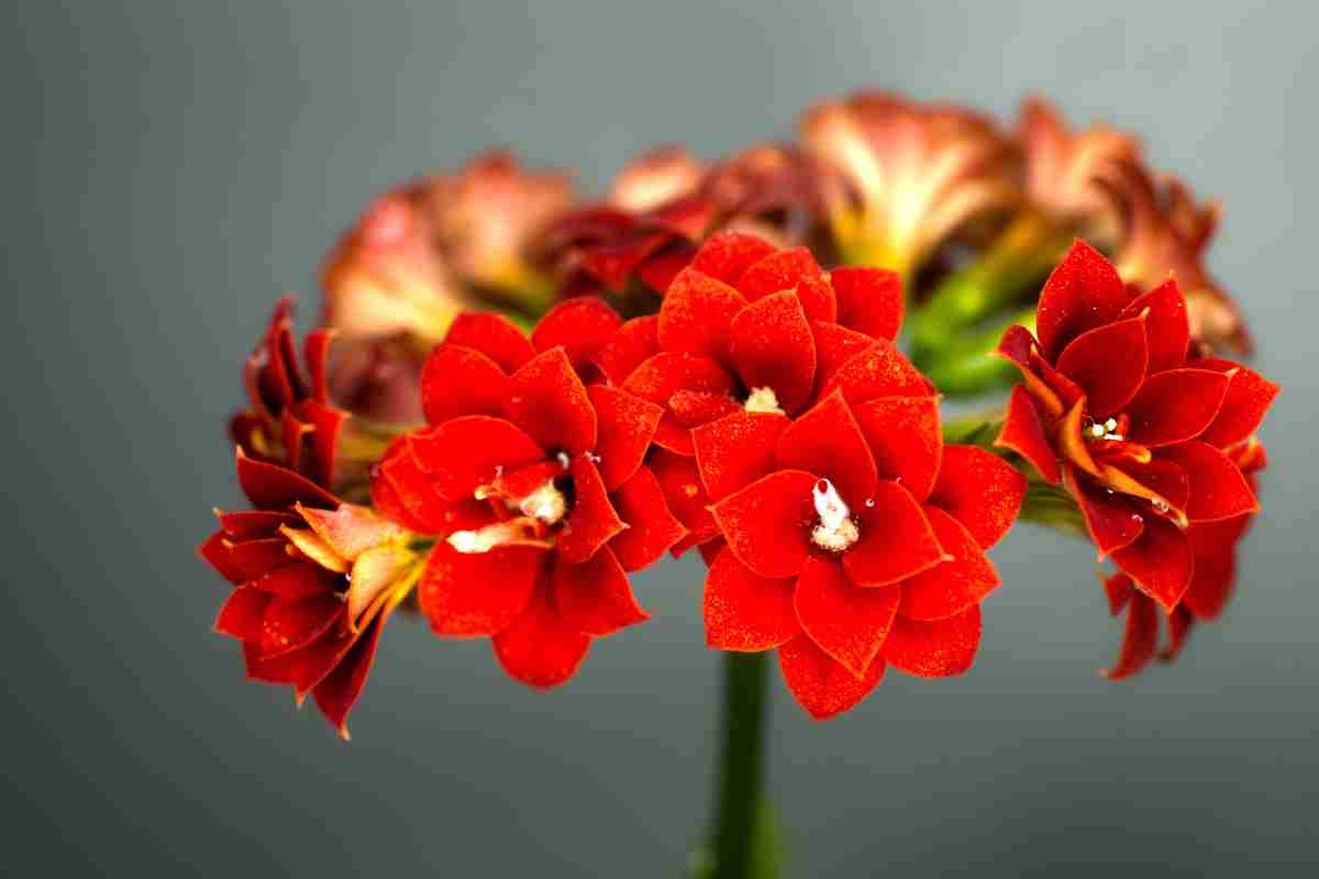 kalanchoe